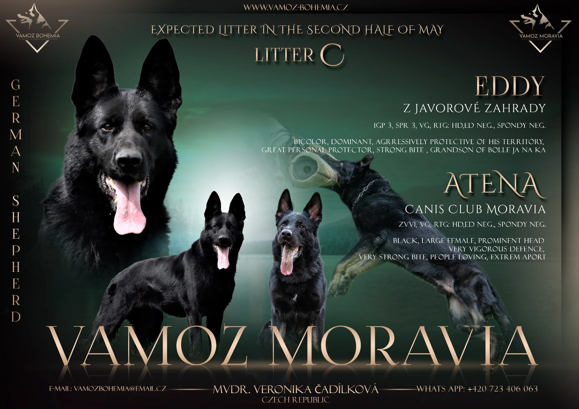 German Shepherd Dog Puppies for sale TOP big puppies last chance